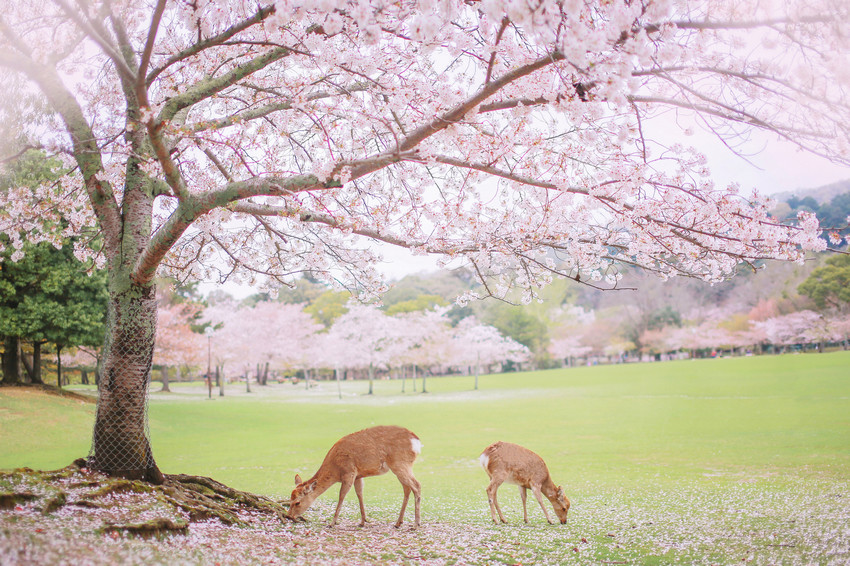 春天的日本是樱的海洋