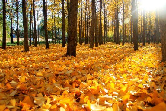 听说秋天欧洲树叶变黄美洲却变红，这是什么原因呢？