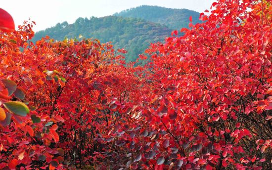 秋天欧洲树叶变黄美洲却变红原因揭秘。