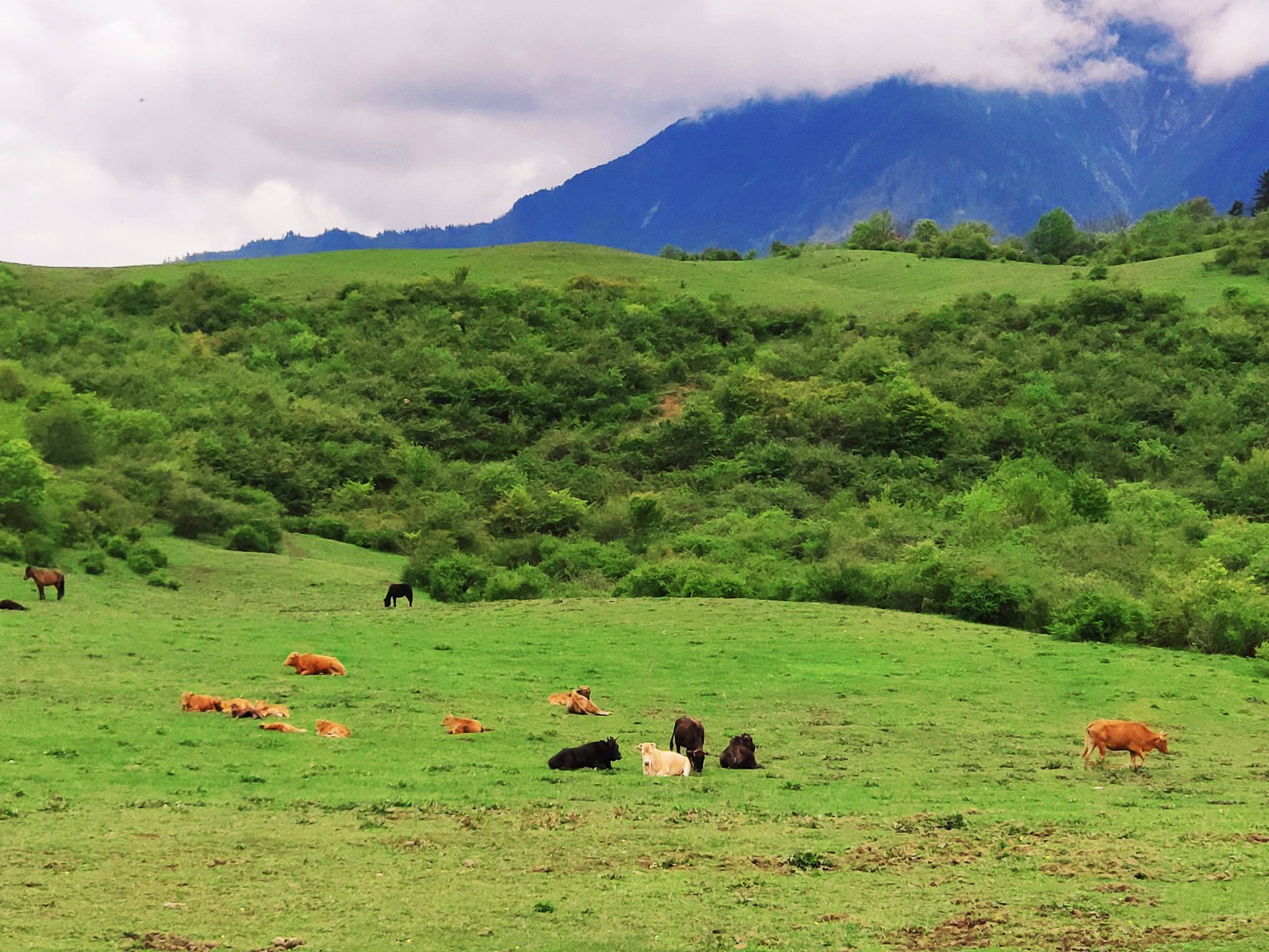 川西作为同青藏高原接壤的陆地交接板块,所形成的草甸自然是生态多样