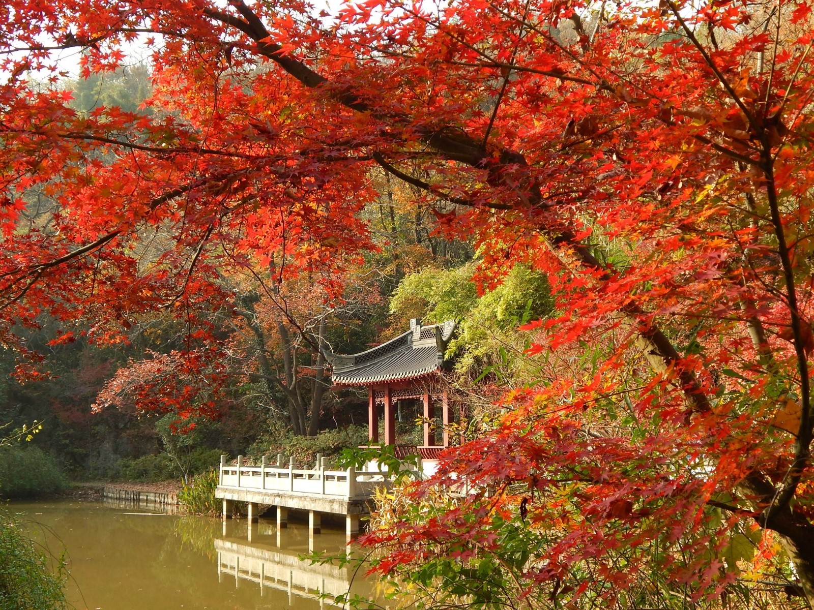 秋季栖霞山全攻略,藏在红枫里的南京