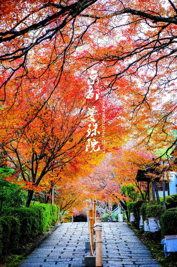 去日本一睹世间最美红叶 京都奈良红叶3日游攻略 京都旅游攻略 游侠客旅行