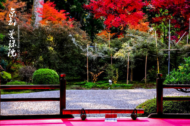 去日本一睹世间最美红叶 京都奈良红叶3日游攻略 京都旅游攻略 游侠客旅行