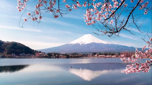 春天去日本旅行，日本樱花什么时候开？