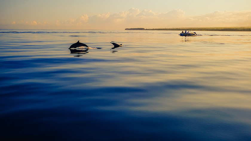 来杜马盖地体验追逐野生海豚，杜马盖地出行注意事项要了解