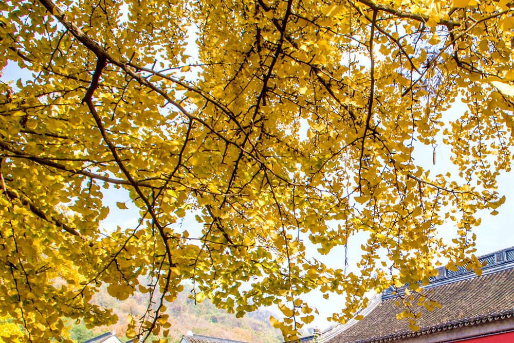 灵岩寺:千年银杏