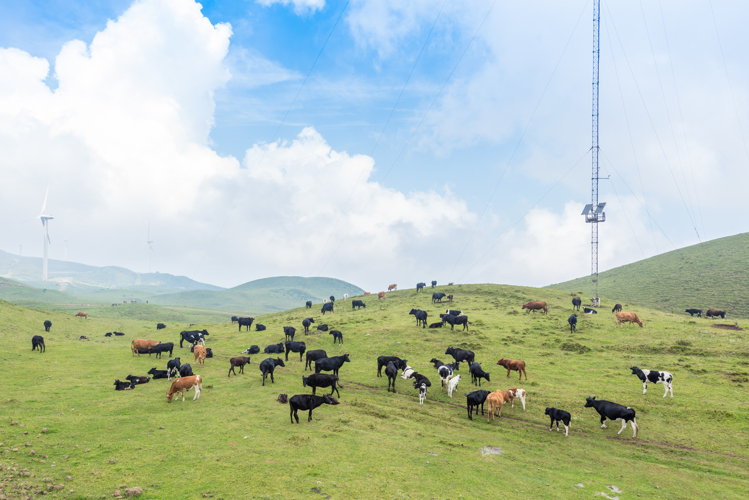 摄图网_500525940_贵州乌蒙大草原遍地的牛羊（企业商用）.jpg
