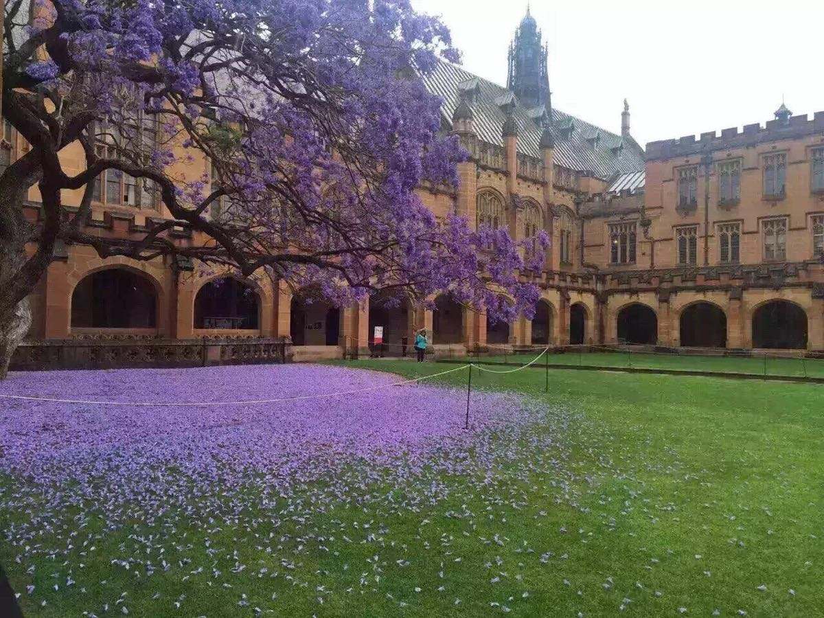 悉尼大学.jpg