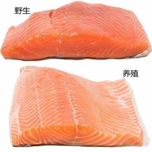 日本刺身——如何分辨三文鱼和虹鳟鱼