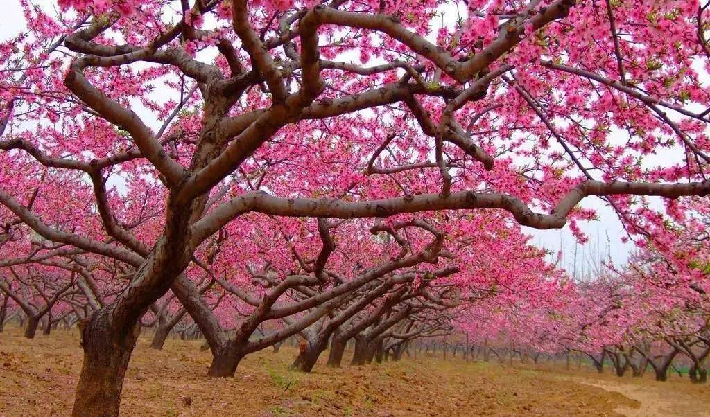 贵州桃花公园图片