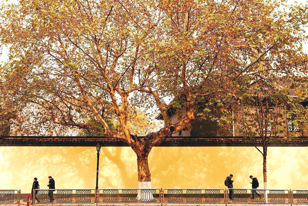 秋季南京旅游攻略,走进梧桐树下的金陵城