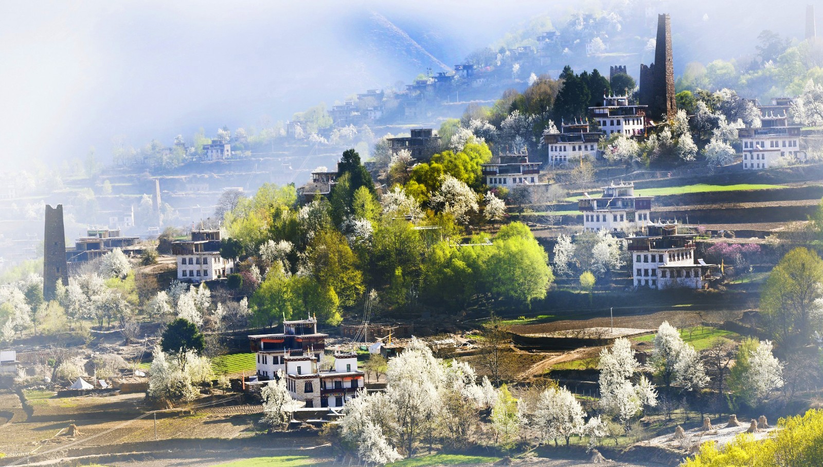 丹巴藏寨 梨花图片