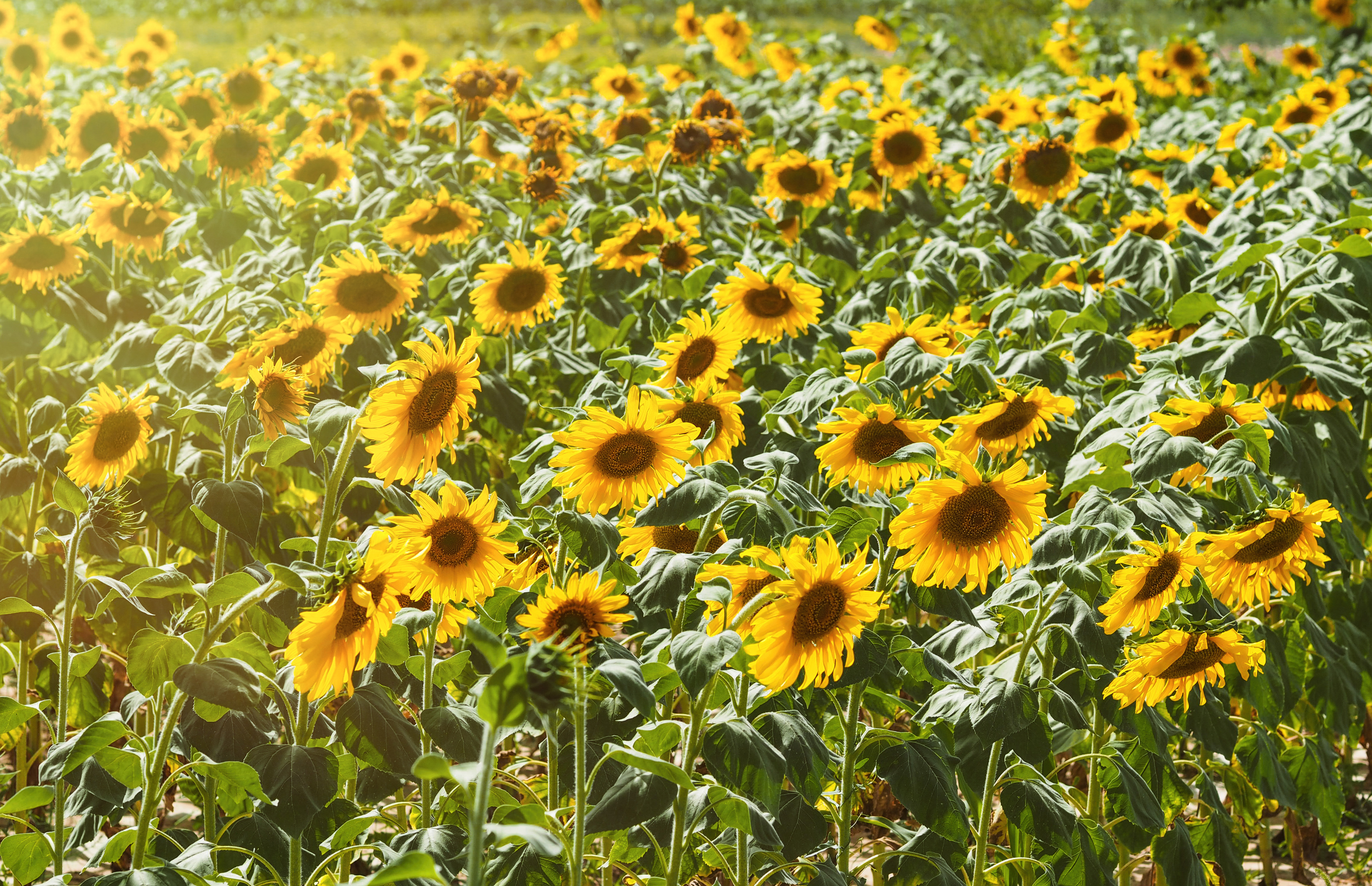 2019花城广州赏花攻略