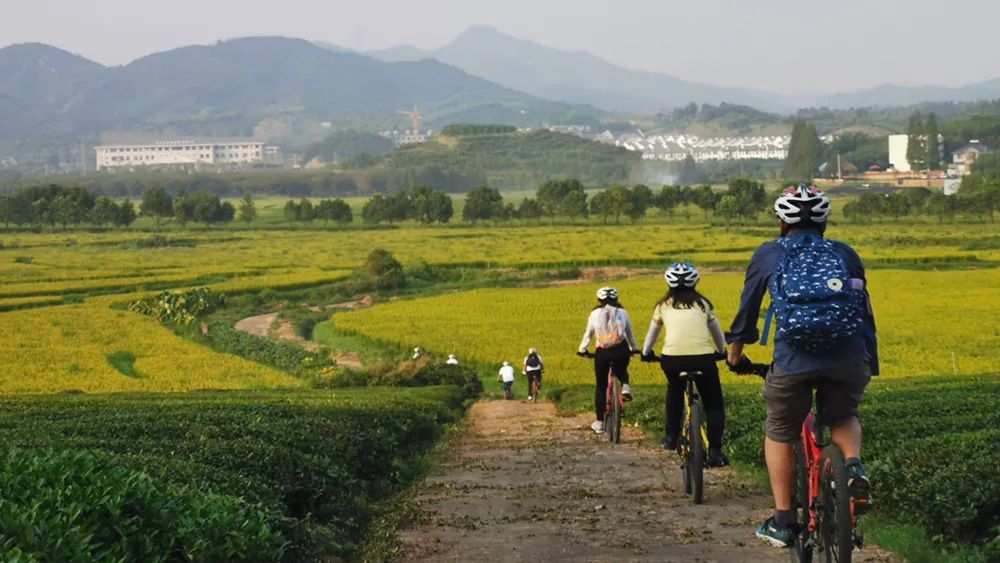 騎過莫干山的茶田,杉樹屹立在道路兩旁,感受每一條山間公路之美.